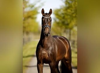 Hannover, Castrone, 4 Anni, 171 cm, Baio scuro