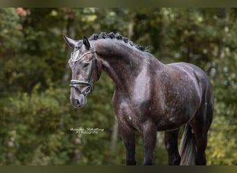 Hannover, Castrone, 4 Anni, 171 cm, Grigio ferro
