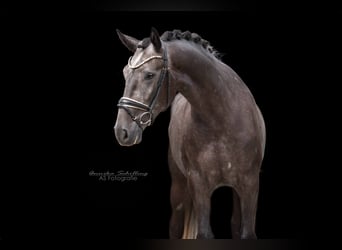 Hannover, Castrone, 4 Anni, 171 cm, Grigio ferro