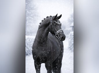 Hannover, Castrone, 4 Anni, 171 cm, Morello