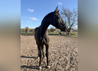 Hannover, Castrone, 4 Anni, 171 cm, Morello