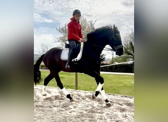 Hannover, Castrone, 4 Anni, 171 cm, Morello