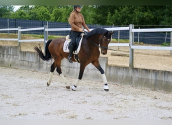 Hannover, Castrone, 4 Anni, 172 cm, Baio