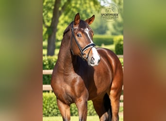 Hannover, Castrone, 4 Anni, 172 cm, Baio