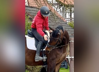 Hannover, Castrone, 4 Anni, 172 cm, Baio