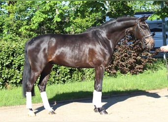 Hannover, Castrone, 4 Anni, 172 cm, Baio