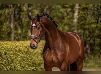 Hannover, Castrone, 4 Anni, 172 cm, Baio scuro