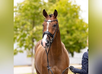 Hannover, Castrone, 4 Anni, 172 cm, Baio scuro