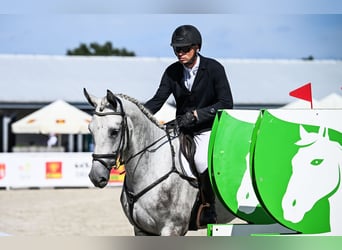 Hannover, Castrone, 4 Anni, 172 cm, Grigio