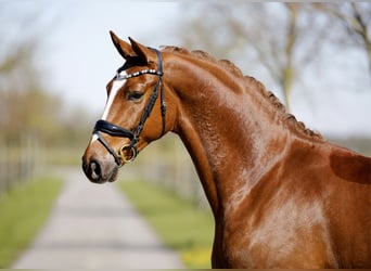 Hannover, Castrone, 4 Anni, 172 cm, Sauro