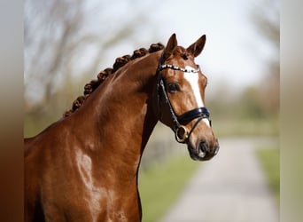 Hannover, Castrone, 4 Anni, 172 cm, Sauro