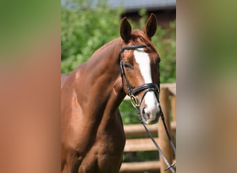Hannover, Castrone, 4 Anni, 172 cm, Sauro
