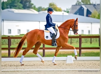 Hannover, Castrone, 4 Anni, 172 cm, Sauro