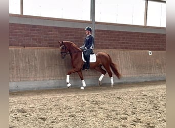 Hannover, Castrone, 4 Anni, 172 cm, Sauro