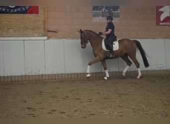 Hannover, Castrone, 4 Anni, 172 cm, Sauro