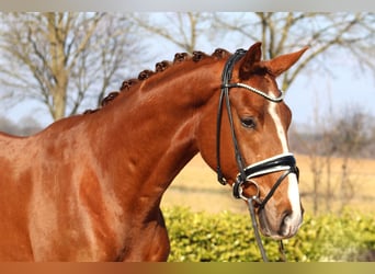 Hannover, Castrone, 4 Anni, 172 cm, Sauro scuro
