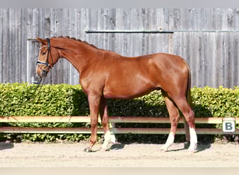 Hannover, Castrone, 4 Anni, 172 cm, Sauro scuro