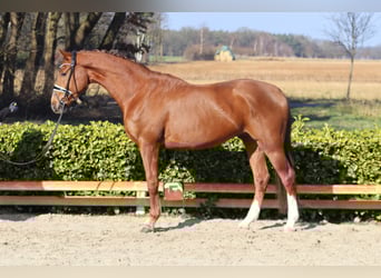 Hannover, Castrone, 4 Anni, 172 cm, Sauro scuro
