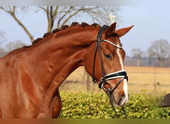 Hannover, Castrone, 4 Anni, 172 cm, Sauro scuro