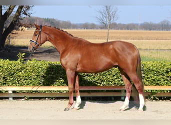 Hannover, Castrone, 4 Anni, 172 cm, Sauro scuro