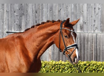 Hannover, Castrone, 4 Anni, 172 cm, Sauro scuro