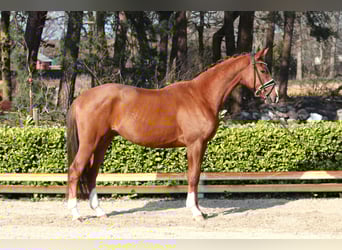 Hannover, Castrone, 4 Anni, 172 cm, Sauro scuro