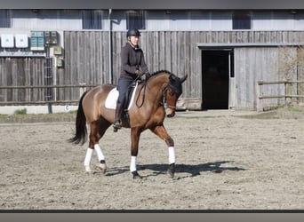 Hannover, Castrone, 4 Anni, 173 cm, Baio