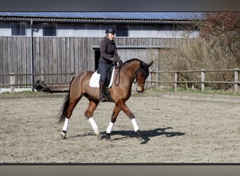 Hannover, Castrone, 4 Anni, 173 cm, Baio
