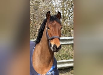 Hannover, Castrone, 4 Anni, 173 cm, Baio