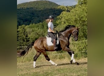 Hannover, Castrone, 4 Anni, 173 cm, Baio