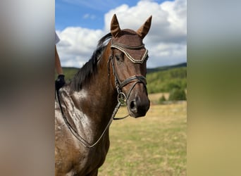 Hannover, Castrone, 4 Anni, 173 cm, Baio
