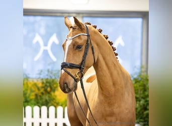 Hannover, Castrone, 4 Anni, 173 cm, Baio