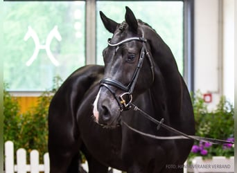 Hannover, Castrone, 4 Anni, 173 cm, Morello