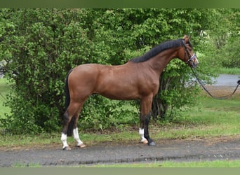 Hannover, Castrone, 4 Anni, 174 cm, Baio