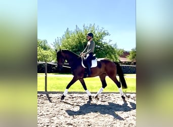 Hannover, Castrone, 4 Anni, 174 cm, Baio