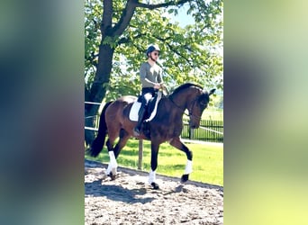Hannover, Castrone, 4 Anni, 174 cm, Baio