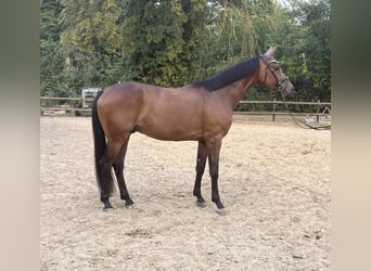 Hannover, Castrone, 4 Anni, 174 cm, Baio