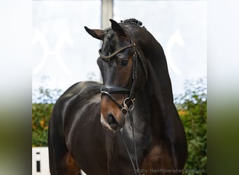Hannover, Castrone, 4 Anni, 174 cm, Baio scuro
