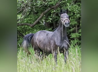 Hannover, Castrone, 4 Anni, 174 cm, Grigio ferro