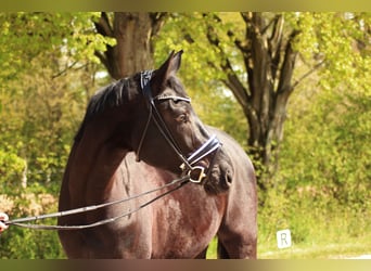 Hannover, Castrone, 4 Anni, 174 cm, Morello