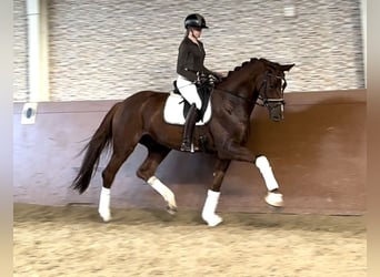 Hannover, Castrone, 4 Anni, 174 cm, Sauro scuro