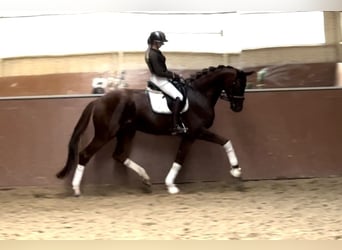 Hannover, Castrone, 4 Anni, 174 cm, Sauro scuro