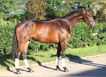 Hannover, Castrone, 4 Anni, 175 cm, Baio