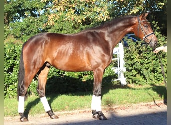 Hannover, Castrone, 4 Anni, 175 cm, Baio