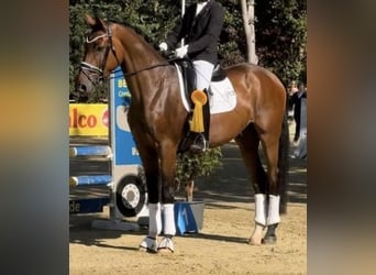 Hannover, Castrone, 4 Anni, 175 cm, Baio