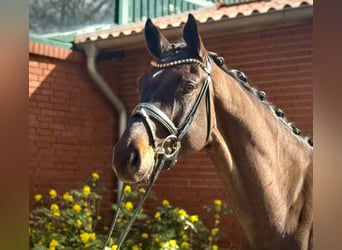 Hannover, Castrone, 4 Anni, 175 cm, Baio