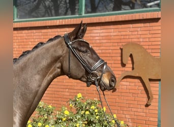 Hannover, Castrone, 4 Anni, 175 cm, Baio