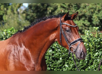 Hannover, Castrone, 4 Anni, 175 cm, Baio