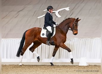 Hannover, Castrone, 4 Anni, 175 cm, Baio