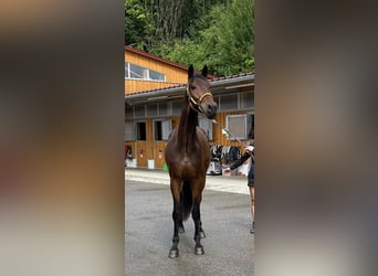 Hannover, Castrone, 4 Anni, 175 cm, Baio scuro